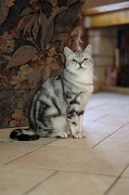 BRITISH SHORTHAIR 051